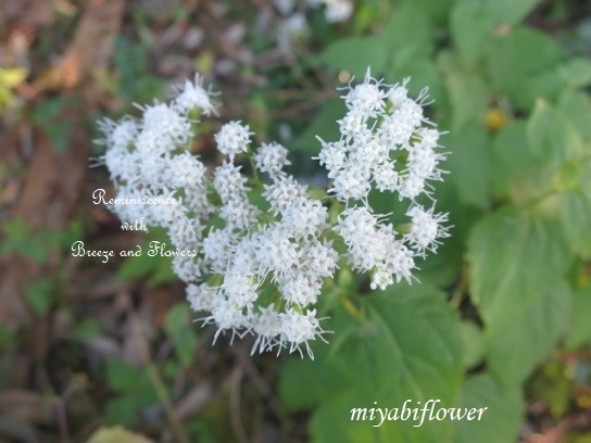 秋の箱根・仙石原 ～ ススキ草原と小さな花_b0255144_01101072.jpg