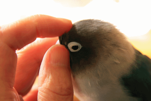 c0145250_09344752.gif