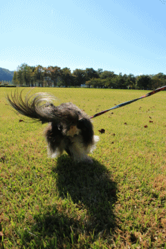 c0145250_10200867.gif