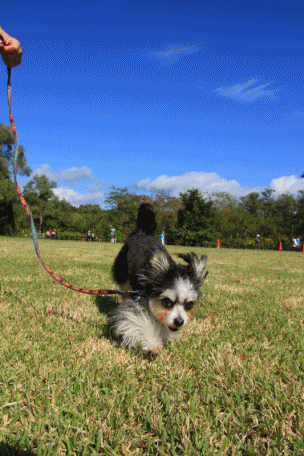 c0145250_10201275.gif