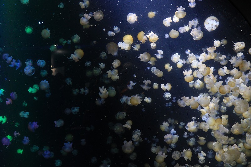 加茂水族館_c0155950_20254774.jpg