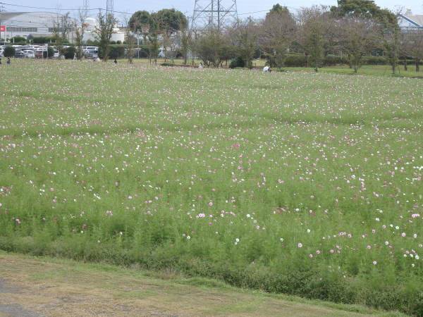福岡県大刀洗のビール園のコスモス_f0337554_10405396.jpg