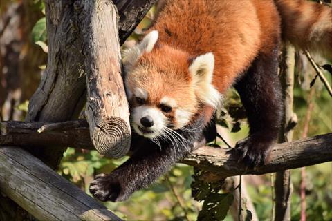 ギンちゃんめっちゃ可愛い その1 レッサーパンダ もふてく放浪記