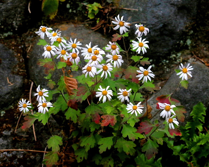 c0305565_17485796.jpg