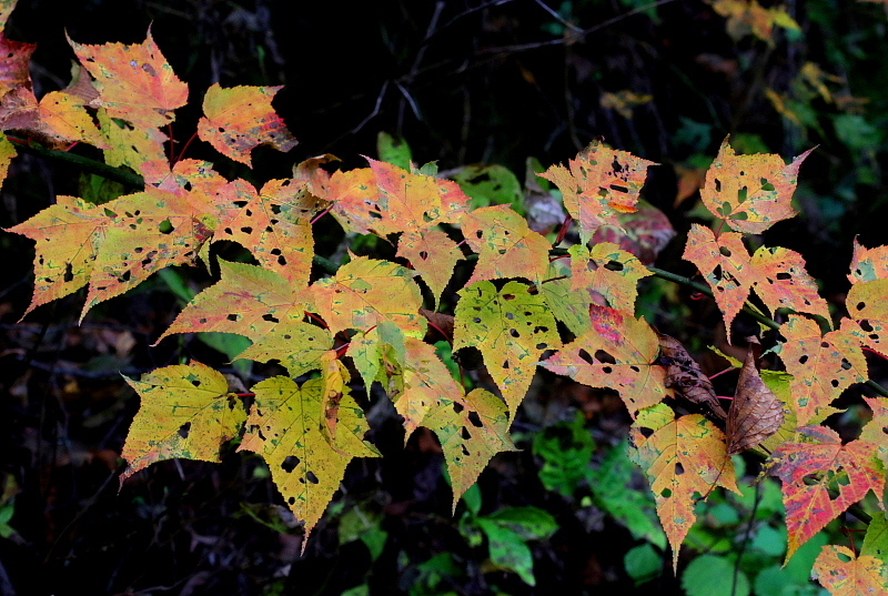 c0305565_17492671.jpg