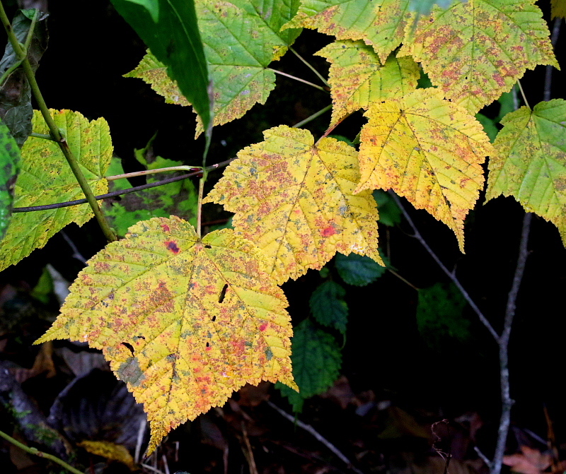c0305565_17493661.jpg