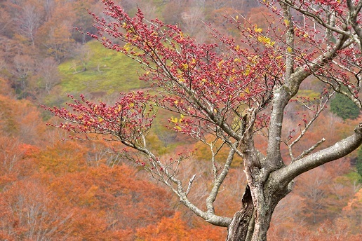 秋色の縦走路　　笹ヶ峰～桧塚_c0303868_04285988.jpg