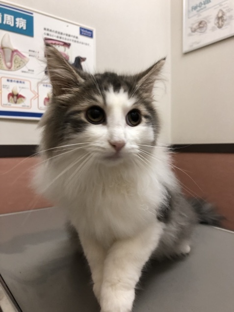 きょうの猫ちゃんたち_e0367571_21310085.jpg