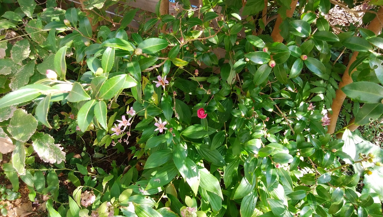 心臓止まる前に。。。 ~サザンカ~_a0107574_17342682.jpg