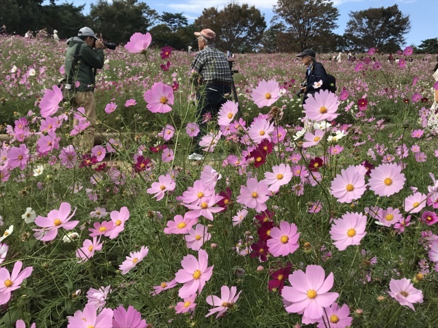 久し振りの昭和記念公園_a0180279_10345774.jpg