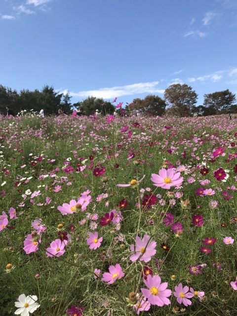 久し振りの昭和記念公園_a0180279_10362221.jpg