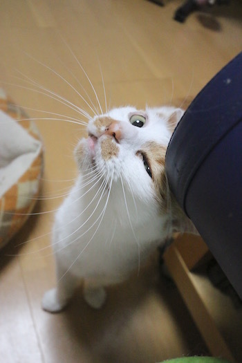 ごりごり 猫道2 ごりごり 猫道2