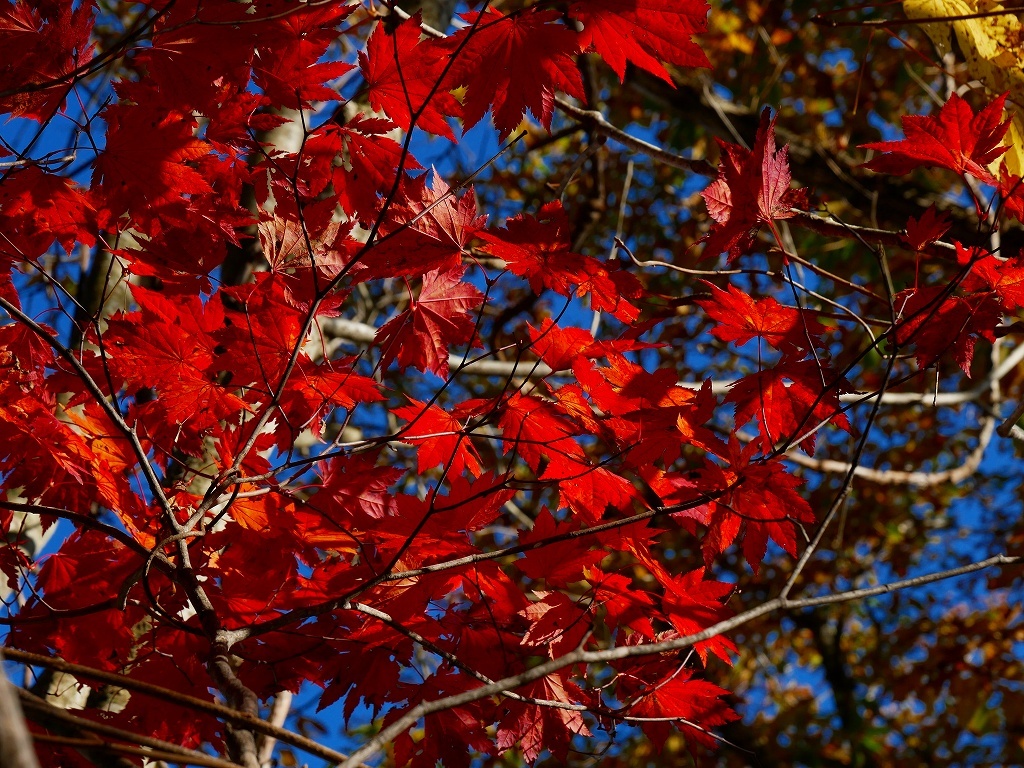 幌平山、2018.10.25_f0138096_17485754.jpg