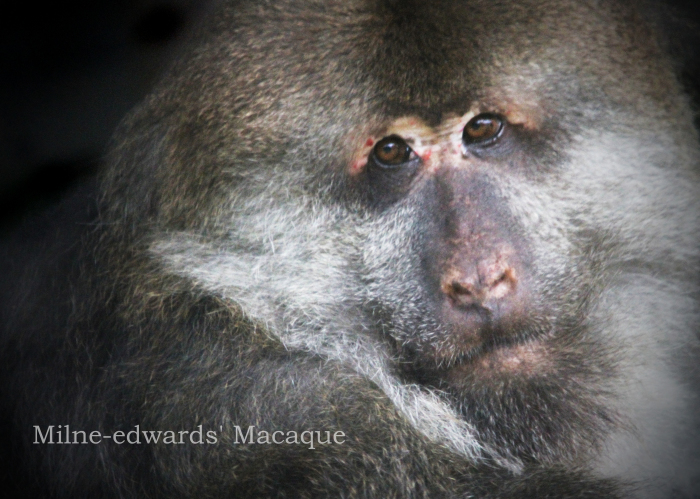 チベットモンキー Tibetan Macaque 動物園の住人たち写真展 はなけもの写眞館