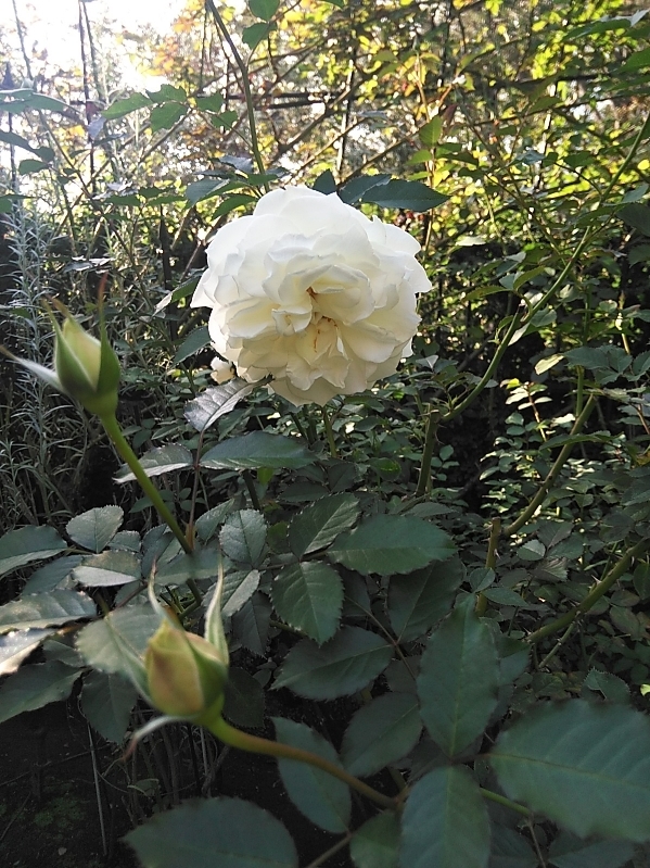 見てはいけない････････_b0331802_18413432.jpg