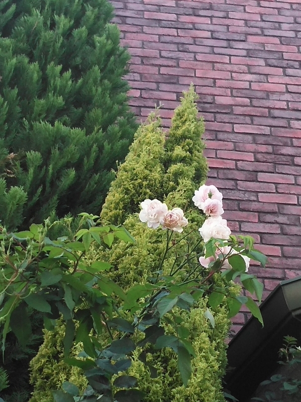 見てはいけない････････_b0331802_18413535.jpg