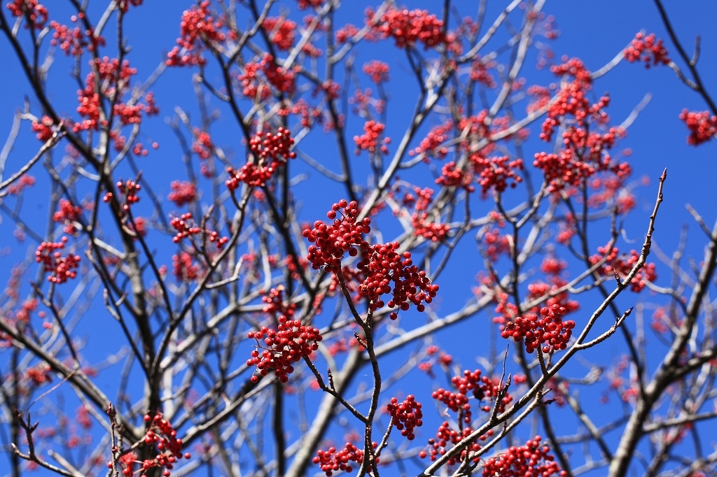 b0050305_14501850.jpg