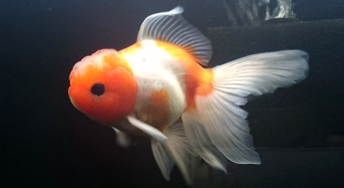 志村産金魚２匹続けて導入 Today S Memory