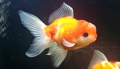 志村産金魚２匹続けて導入 Today S Memory