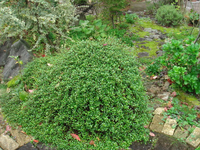 c0112206_11205772.jpg