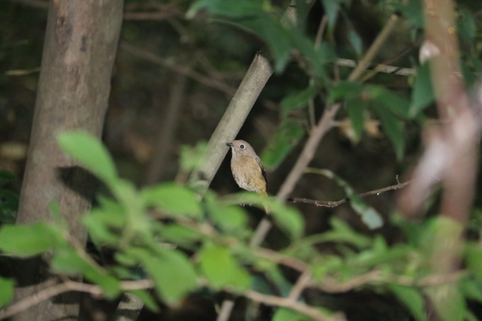 埼玉中部　                         ジョウビタキ雌他2018/10/25_d0251807_07082376.jpg