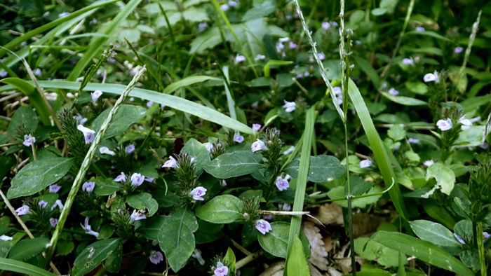 秋の雑草 キツネノマゴ 狐の孫 世話要らずの庭