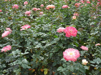 神代植物公園　バラと音楽_b0074416_13583441.jpg