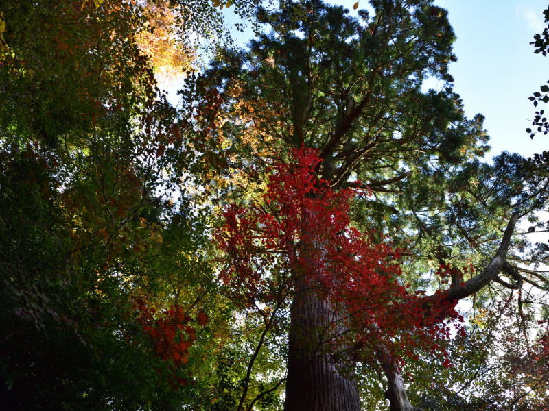 英彦山　紅葉詣で！_d0355116_18234115.jpg