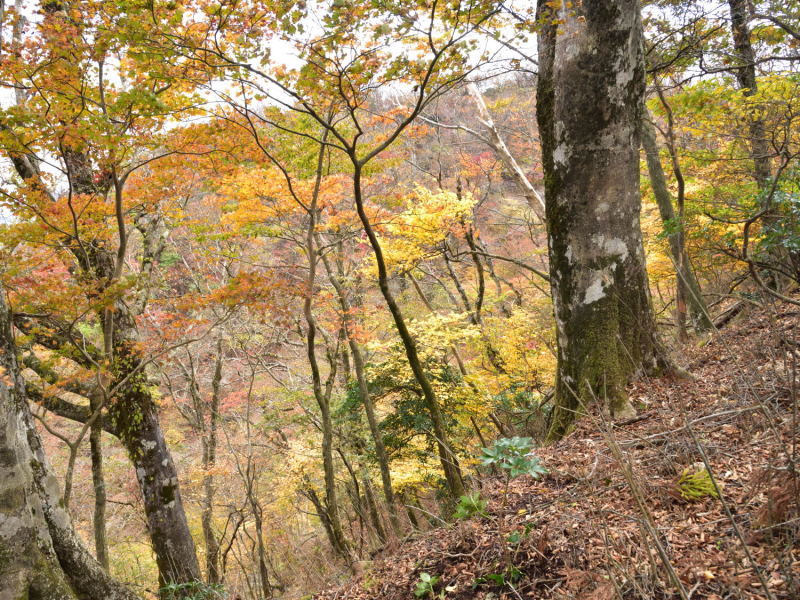 英彦山　紅葉詣で！_d0355116_18362440.jpg