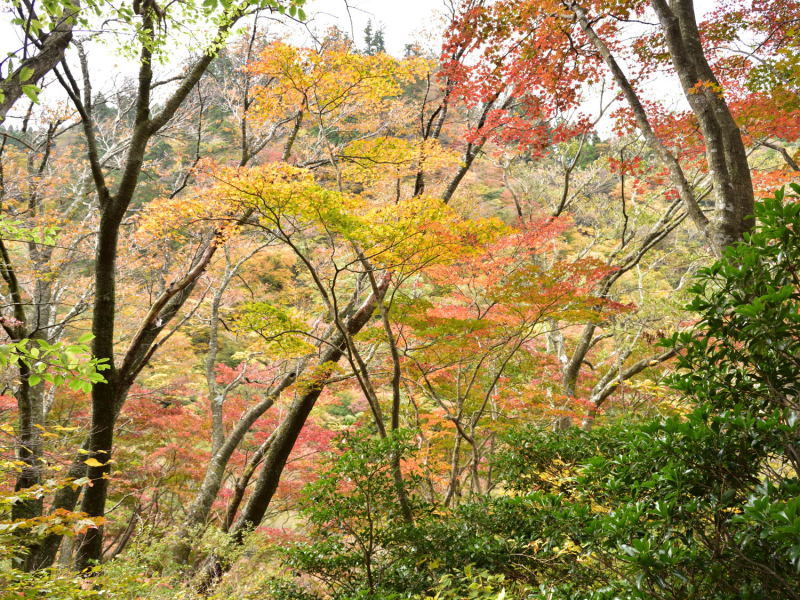 英彦山　紅葉詣で！_d0355116_18381907.jpg