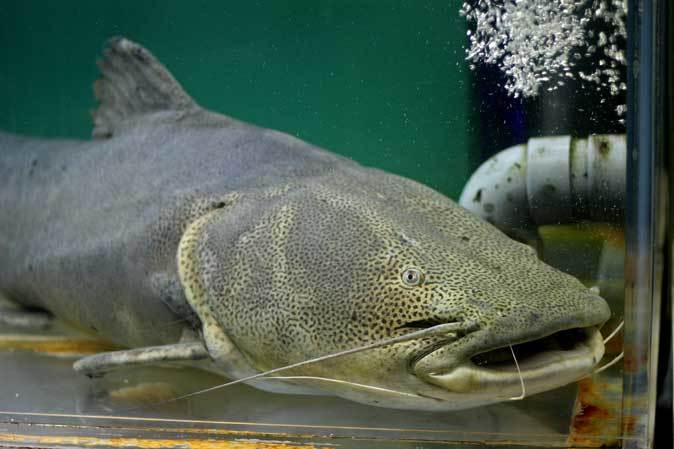 飼育歴25年越 超巨大ジャウーとデンキウナギ 東京タワー水族館 続々 動物園ありマス