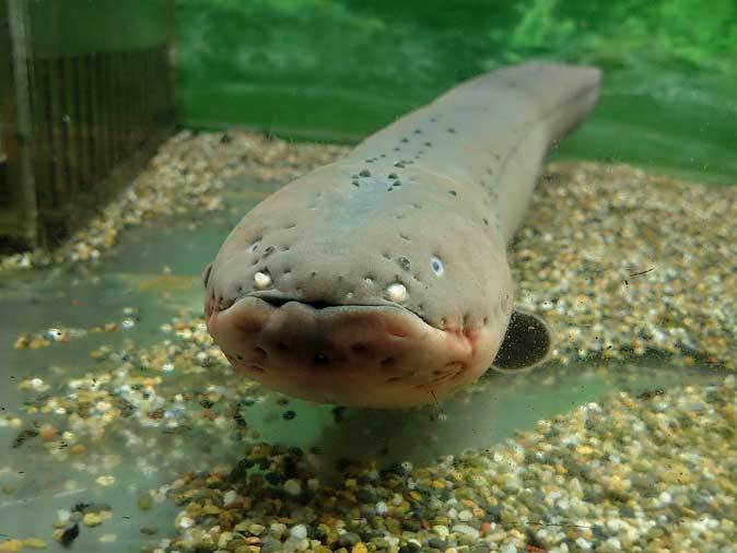 飼育歴25年越 超巨大ジャウーとデンキウナギ 東京タワー水族館 続々 動物園ありマス