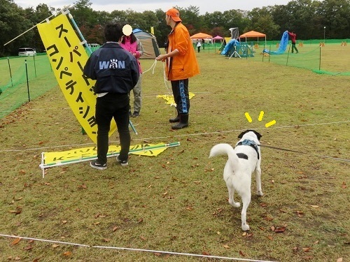 ドッグスポーツの祭典・2018秋 ①_c0084117_19485233.jpg