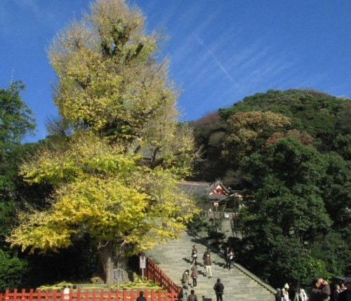 鎌倉鶴岡八幡宮の大銀杏_f0055131_11013862.jpg