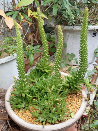 c0353632_16091280.jpg