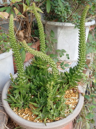 c0353632_16101471.jpg