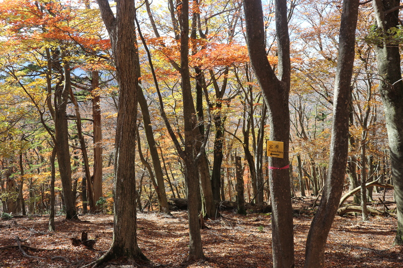 大障子岩＆池ノ原・宮原分岐点縦走路の紅葉（2018/10/27)_e0272335_1213572.jpg