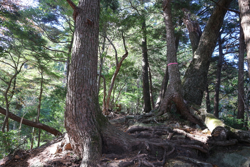 e0272335_1215585.jpg