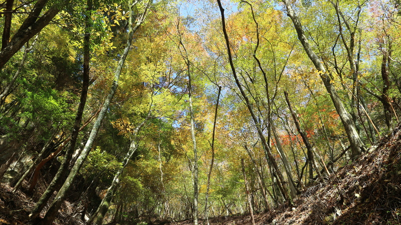 大障子岩＆池ノ原・宮原分岐点縦走路の紅葉（2018/10/27)_e0272335_7534247.jpg