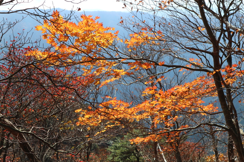 大障子岩＆池ノ原・宮原分岐点縦走路の紅葉（2018/10/27)_e0272335_8382244.jpg