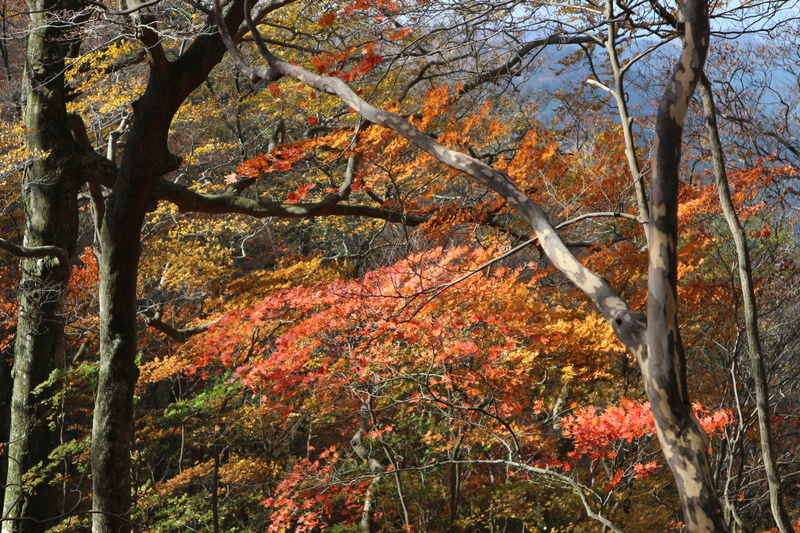 大障子岩＆池ノ原・宮原分岐点縦走路の紅葉（2018/10/27)_e0272335_843142.jpg