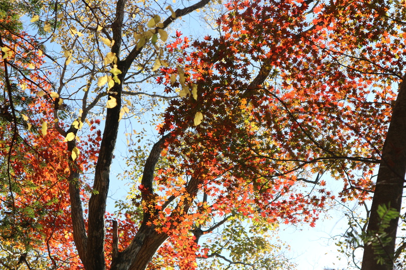 大障子岩＆池ノ原・宮原分岐点縦走路の紅葉（2018/10/27)_e0272335_893847.jpg