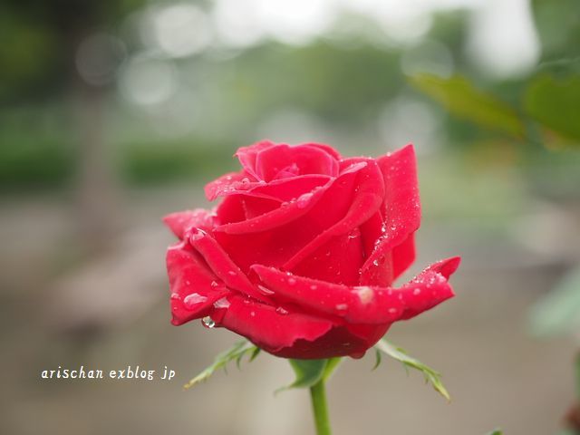 秋薔薇に魅せられて～♡_f0295238_18555653.jpg