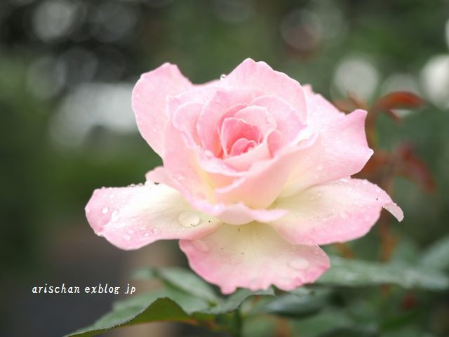 秋薔薇に魅せられて～♡_f0295238_18573808.jpg