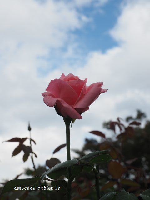秋薔薇に魅せられて～♡_f0295238_18582178.jpg