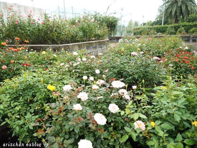 秋薔薇に魅せられて～♡_f0295238_18592683.jpg
