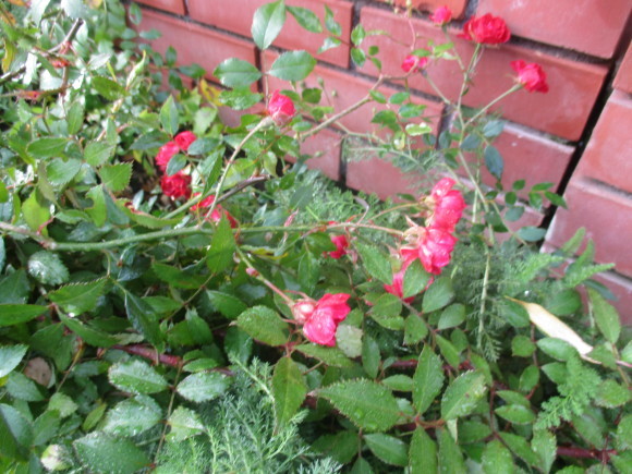 a0279743_05594935.jpg