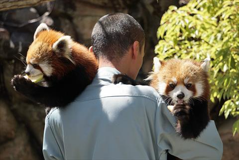 抱っこジャズメロ その1 レッサーパンダ もふてく放浪記