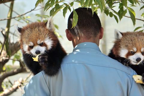 抱っこジャズメロ その2 レッサーパンダ もふてく放浪記
