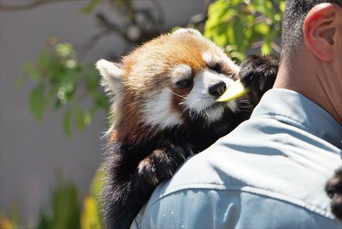 抱っこジャズメロ その3 レッサーパンダ もふてく放浪記